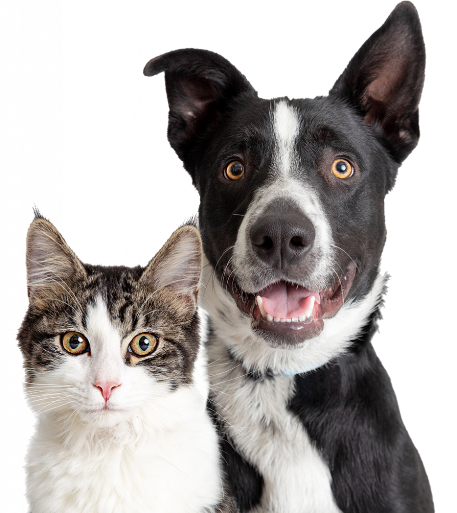  | Pet Relocation | Pet Shipping Services | Animal Transport