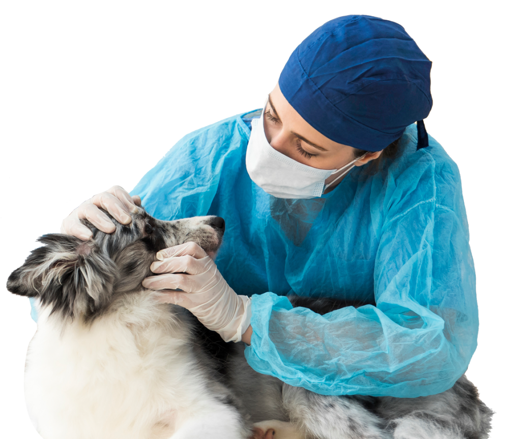 Veterinary Services for pets travelling overseas